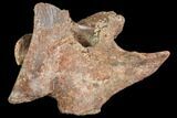 Partial Theropod Dinosaur Ilium - Kem Kem Beds, Morocco #110174-4